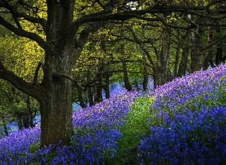Malvern Spa Association card A showing bluebells on the side of the Malvern Hills