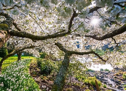 Malvern Spa Association card H - cherry blossom