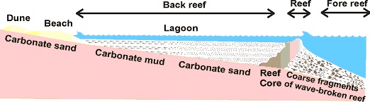 Formation of a coral reef