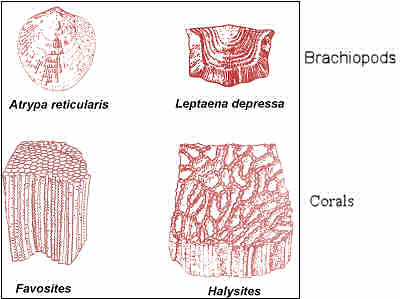 Silurian Reef Building Fossils