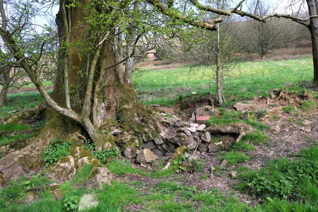 Approaching the ash tree with its jumble of rocks and bricks around the base