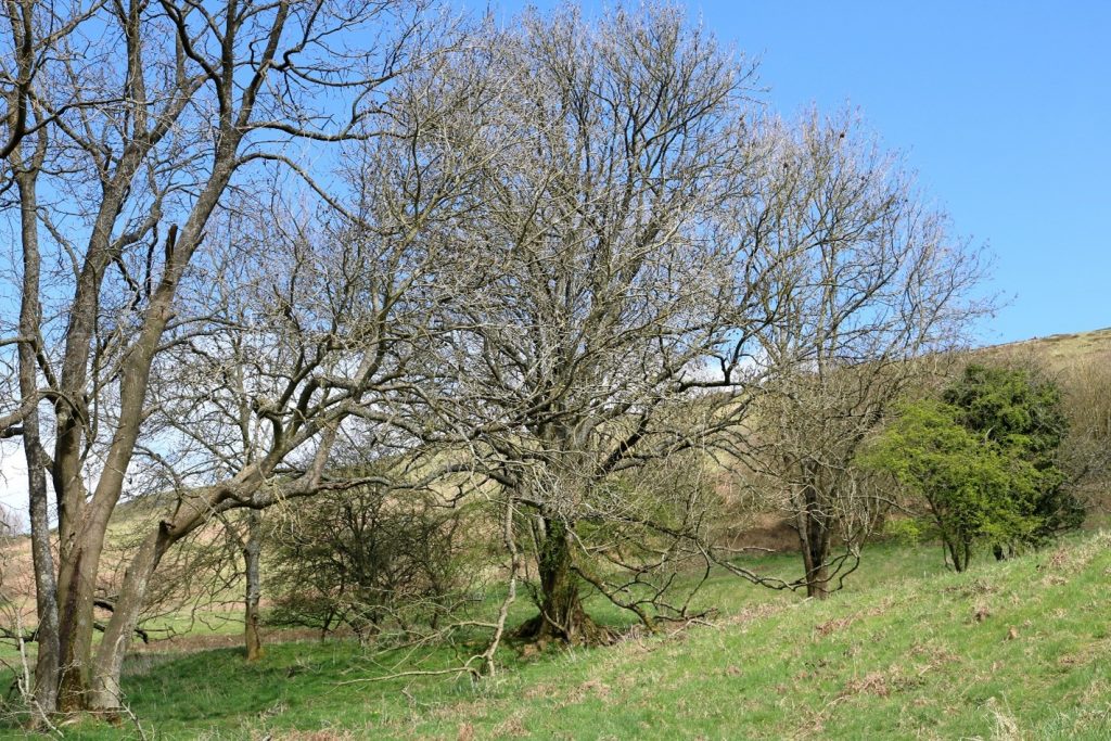 Line of ashes on the Malvern Hills - west of Worcestershire Beacon