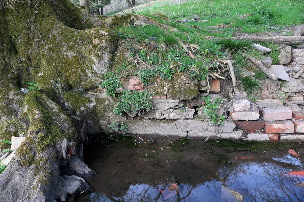 Western end of the pool, by the tree
