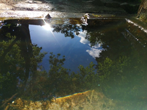 Trees reflected in a still pool with blue sky