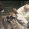 The Donkey Minister blessing donkey